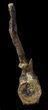 Tall Kritosaurus Caudal Vertebrae - Aguja Formation #38971-7
